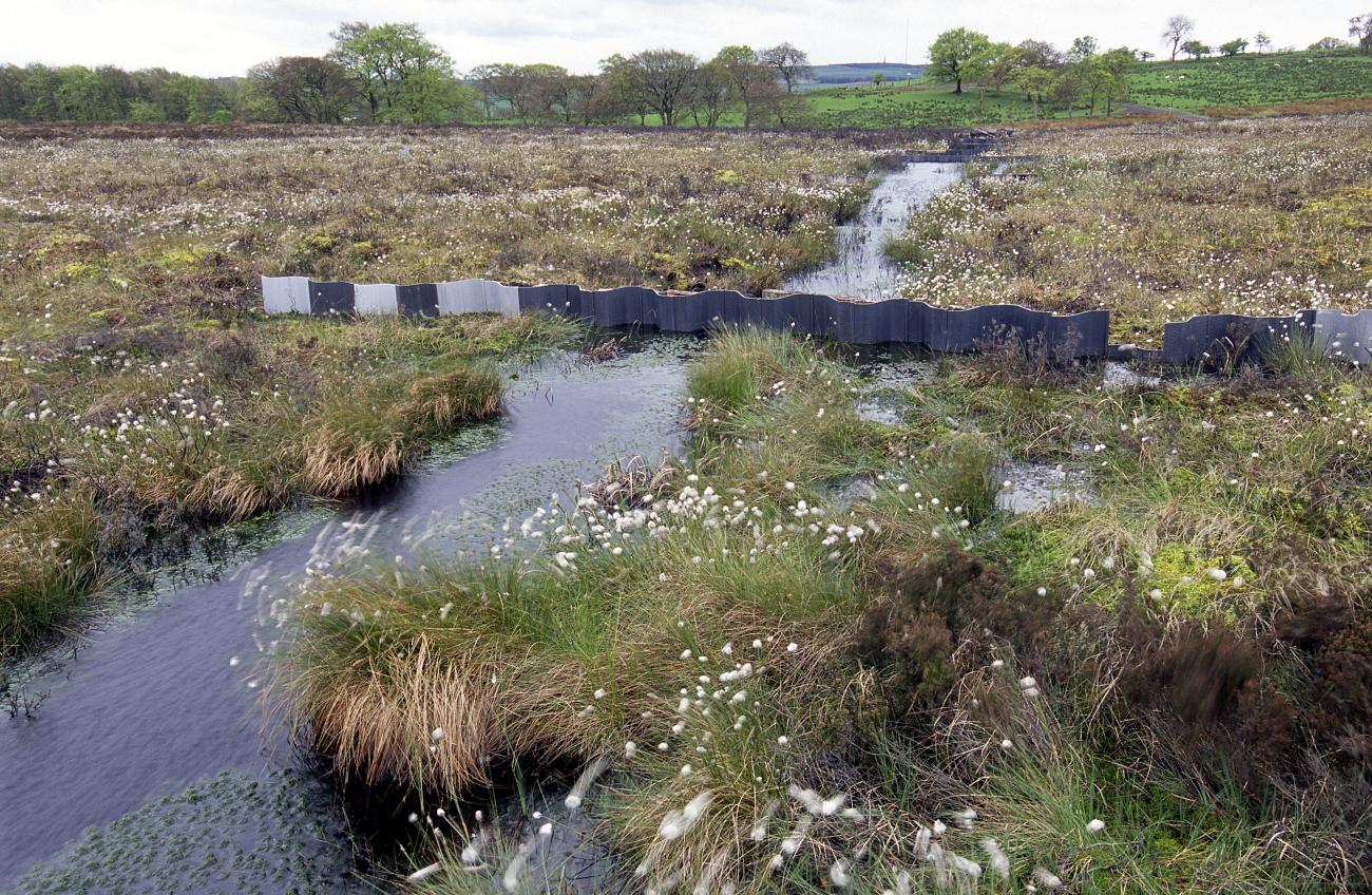 <p>Farmland is drained to produce more aerobic soils.</p><p>Wetland species and the supported ecosystem may not be able to survive the changes</p>