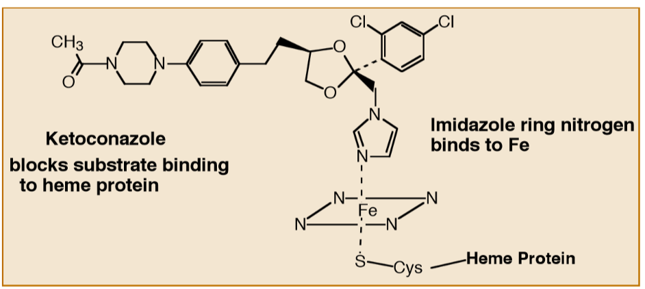 <p>•an imidazole antifungal drug that inhibits a fungal CYP450 required for membrane function BUT also inhibits human CYP450s- Mainly CYP3A4 causing drug interactions :(</p><p></p><p></p><p>•Works by blocking substrate binding to heme protein (imidazole ring N binds to iron)</p>