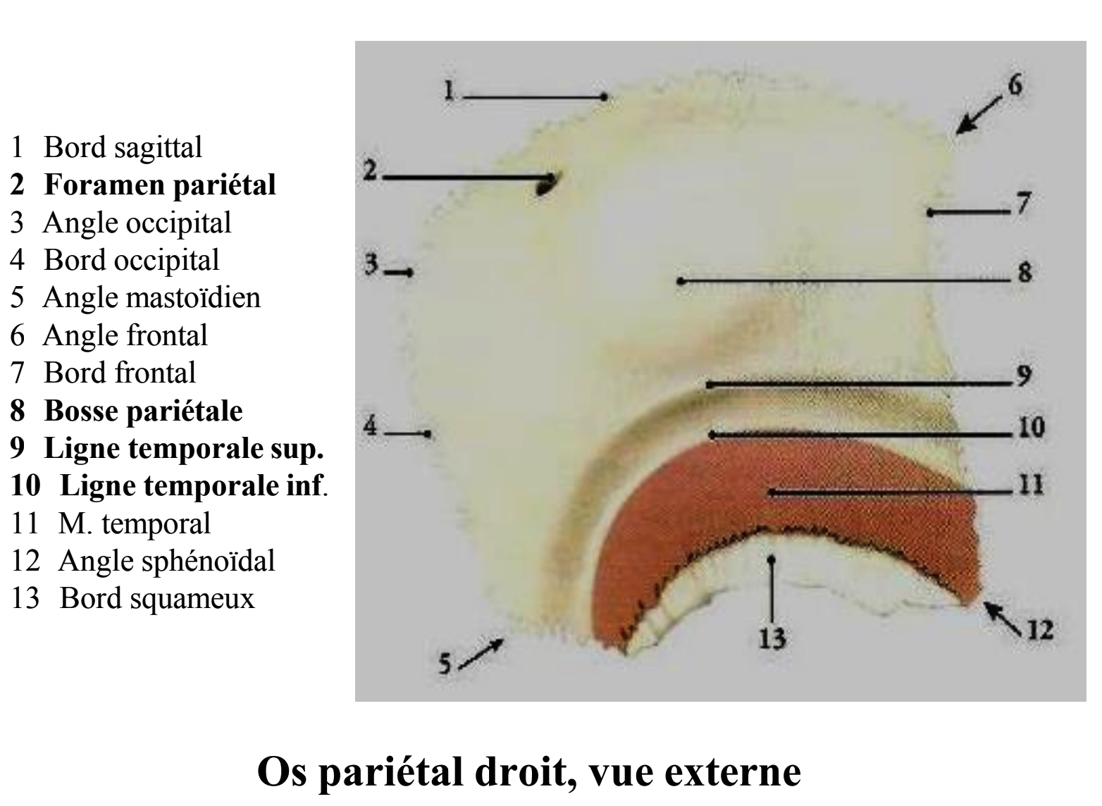 <p>convexe, contient: <br>-la ligne courbe temporale supérieure à convexité supérieure (donnant attache au fascia temporal)<br>-la ligne courbe temporale inférieure à convexité supérieure (donnant attache au muscle temporal)<br>-la tubérosité pariétale ou bosse pariétale. <br>-le foramen externe pariétal.</p>