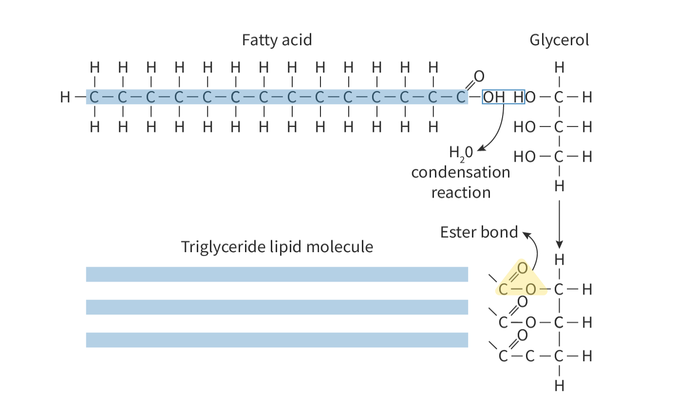 <ul><li><p>formed by condensation of 1 glycerol molecule and 3 fatty acid molecules</p></li><li><p>each time fatty acid joins to glycerol, a water molecule is released</p></li><li><p>called an ester bond </p></li></ul>