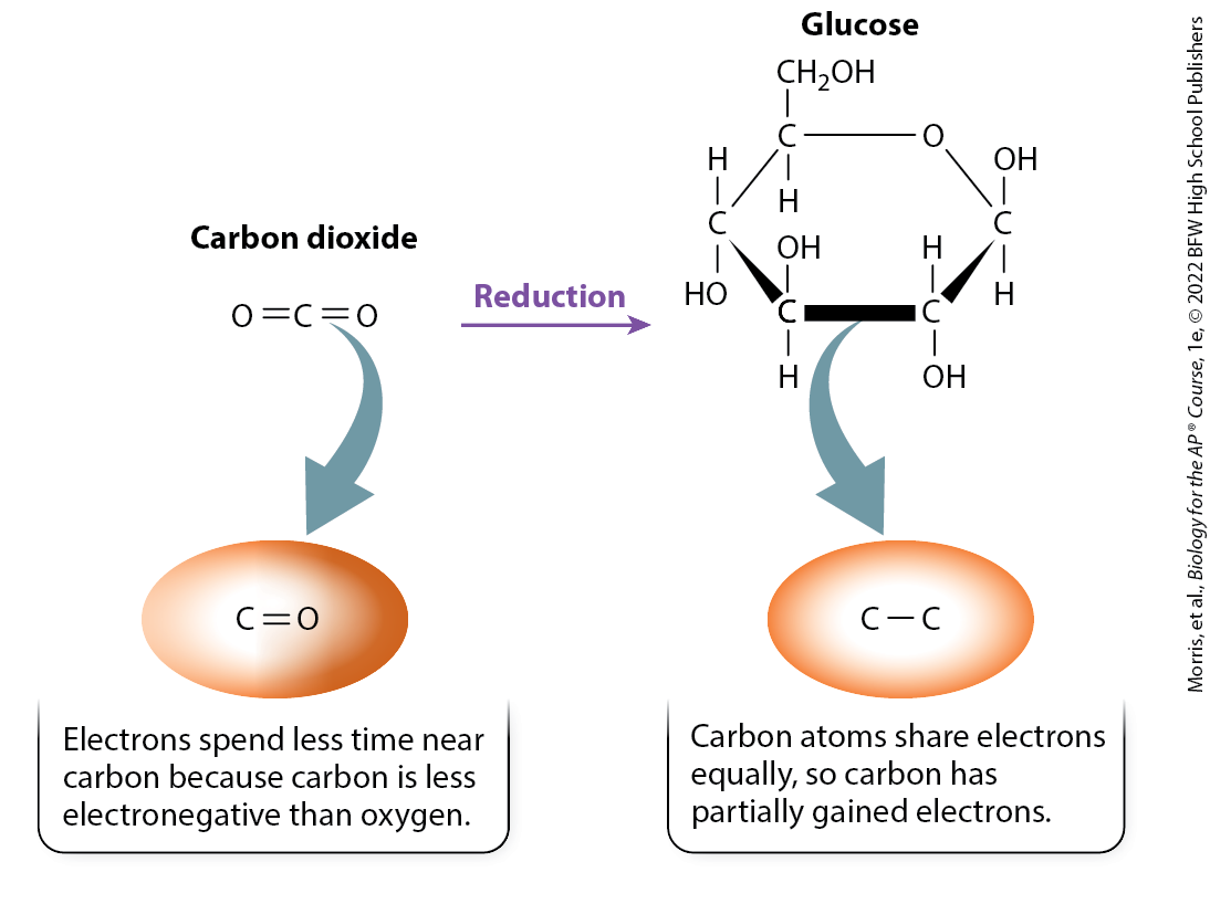 <p>reactions in which a molecule gains both electrons and energy</p>