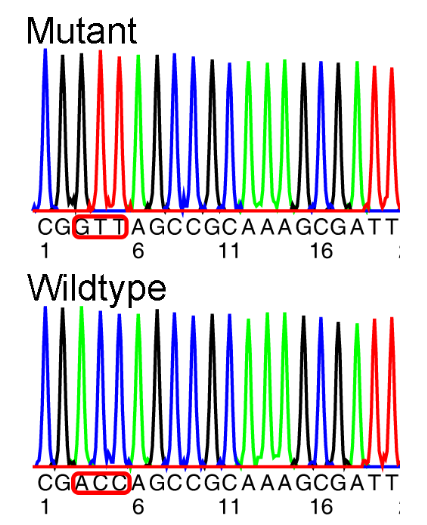 <p>When you compare the mutant DNA to the normal (wild-type) DNA</p><p>It is used to identify sequence differences</p>