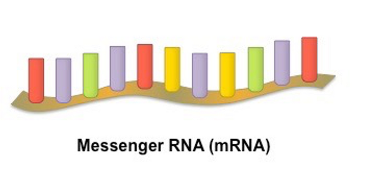 <p>Takes genetic code to make proteins from the nucleus to the ribosomes.</p>