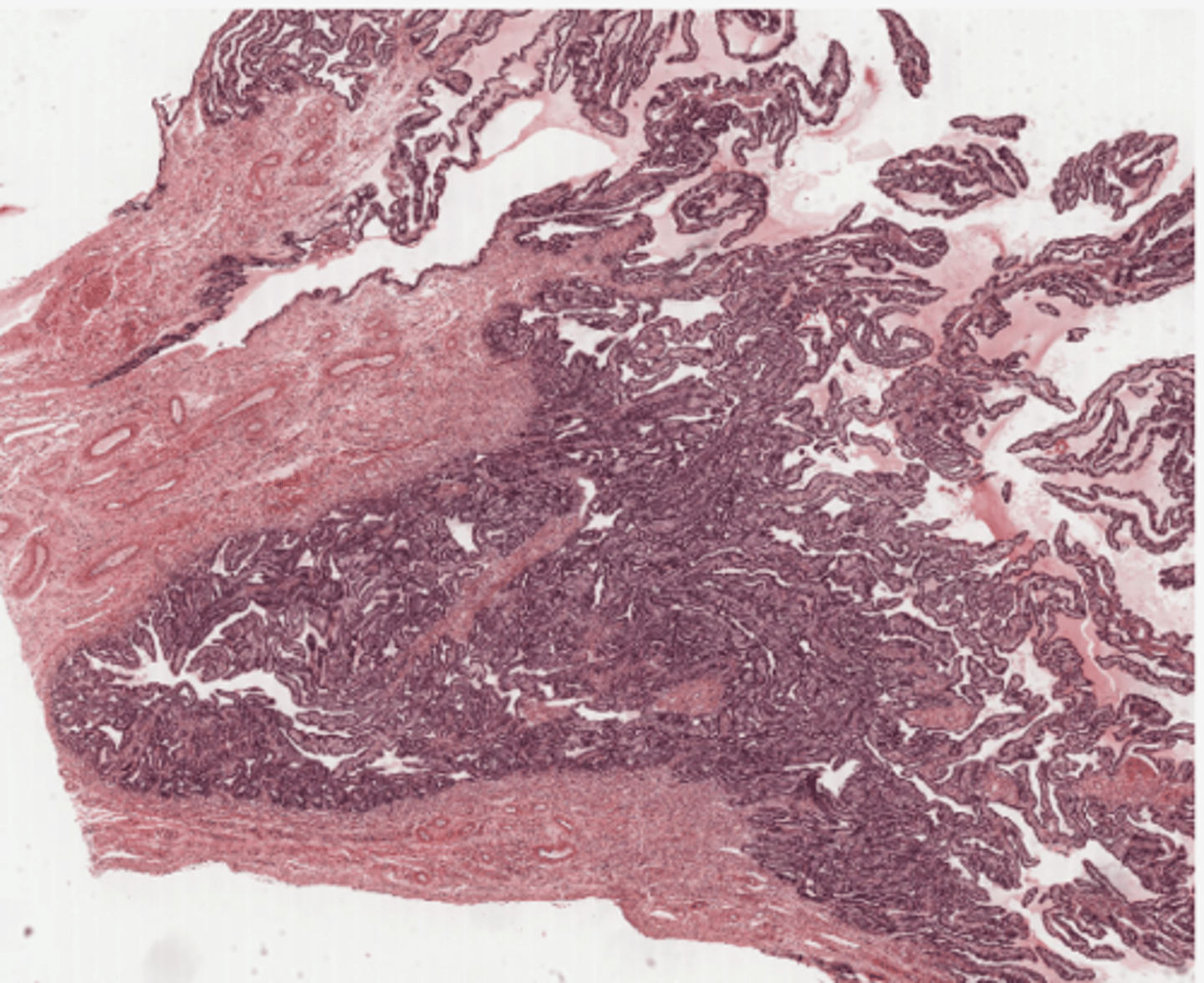 <p>Identify the organ</p>