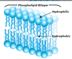 <p>Hydrophobic</p>