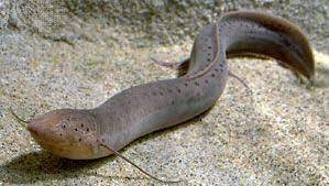 South American and African lungfish 