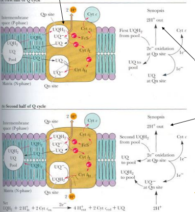 <ul><li><p><span style="background-color: transparent;">Electrons and energy taken and pushed onwards</span></p></li><li><p><span style="background-color: transparent;">More H+ pumped into concentration gradient&nbsp;</span></p></li><li><p><span style="background-color: transparent;">4 protons pumped out per transfer of 4 electrons</span></p></li><li><p><span style="background-color: transparent;">two cycles required as CytC can only carry one electron at a time&nbsp;</span></p></li></ul><p></p>