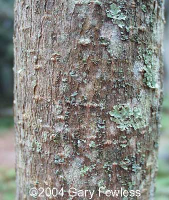 <p>mountain maple, Acer spicatum, Sapindaceae</p>
