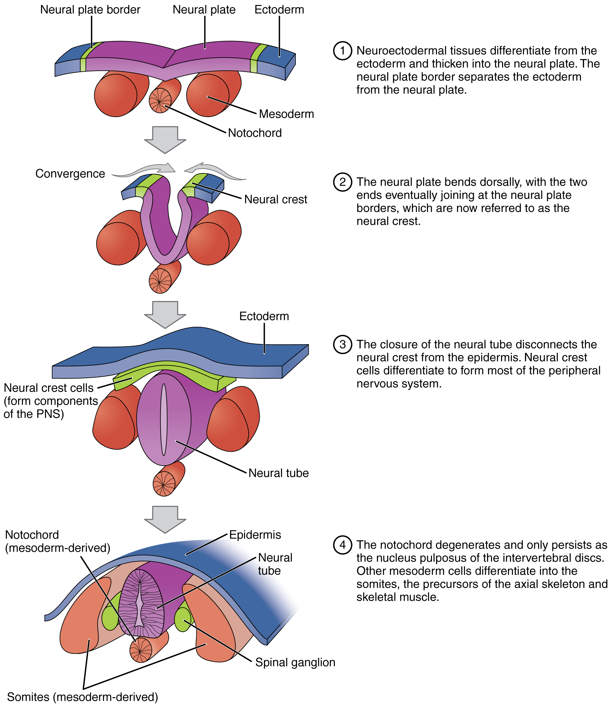 <ul><li><p>is the process by which the neural tube is formed during embryonic development.</p></li><li><p>The <strong>neural tube</strong> is a structure that eventually develops into the <strong>brain and spinal cord.</strong></p><ul><li><p>Neural plate stage</p></li><li><p>Neural groove stage</p></li><li><p>Neural tube stage</p></li></ul></li></ul>