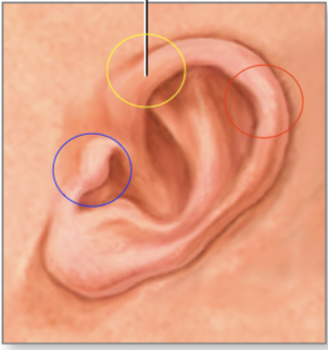 <p>what are the circles</p>