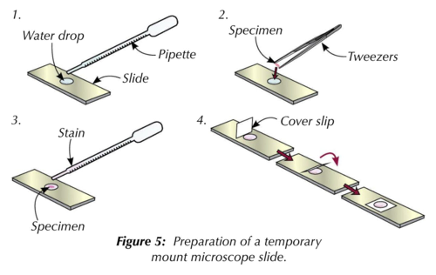 <p>- pipette a small drop of water onto the slide<br>- use tweezers to place a thin section of specimen onto the slide<br>- add a drop of stain<br>- put the cover slip on carefully so there aren't any air bubbles</p>