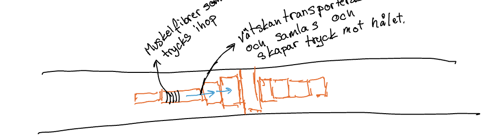 <p>Ett vätskeskelett är en sluten “behållare” med vätska som samverkar med muskler, orsakar rörelse.</p>