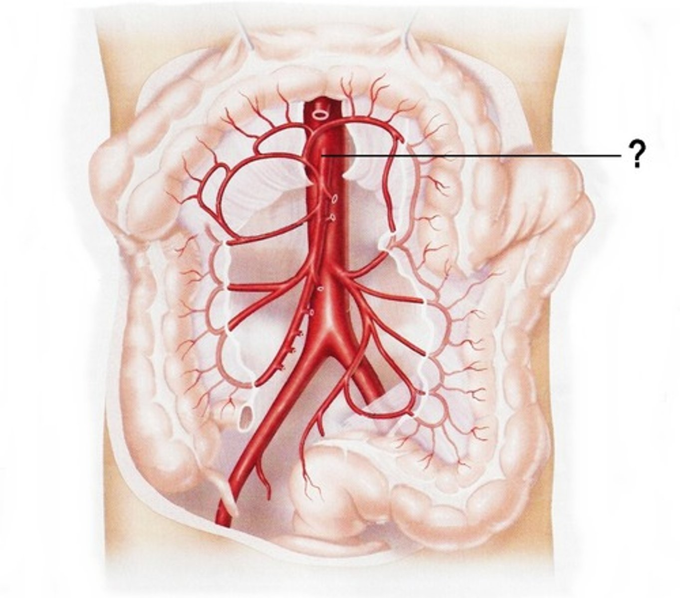 <p>large abdominal artery; feed large and small intestine</p>