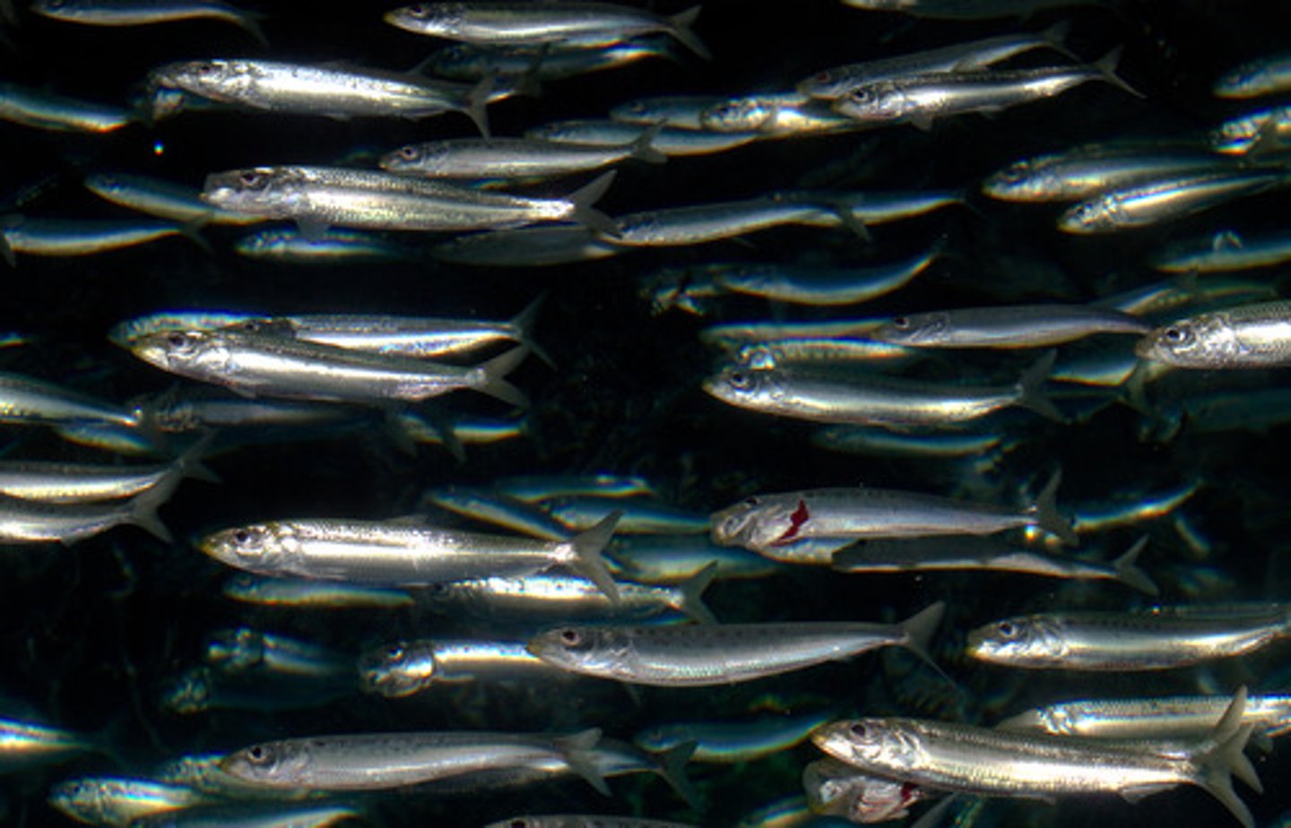 <p>Clupeiformes-Herring, Shad, and sardines</p>