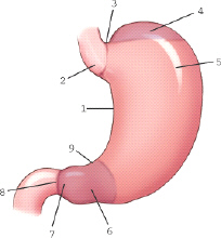 <p>Which part of the stomach is labeled 2?</p><p>A. Esophagogastric junction</p><p>B. Cardiac antrum</p><p>C. Incisura cardiaca</p><p>D. Incisura angularis</p>