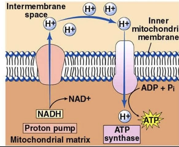 <p>As more ions are pumped, this creates a difference in concentrations of charges, an <strong>electrochemical</strong> <strong>gradient</strong>, between the intermembrane space and the matrix. This gradient causes the ions to flow from high to low concentration, from the intermembrane space back into the matrix.</p>