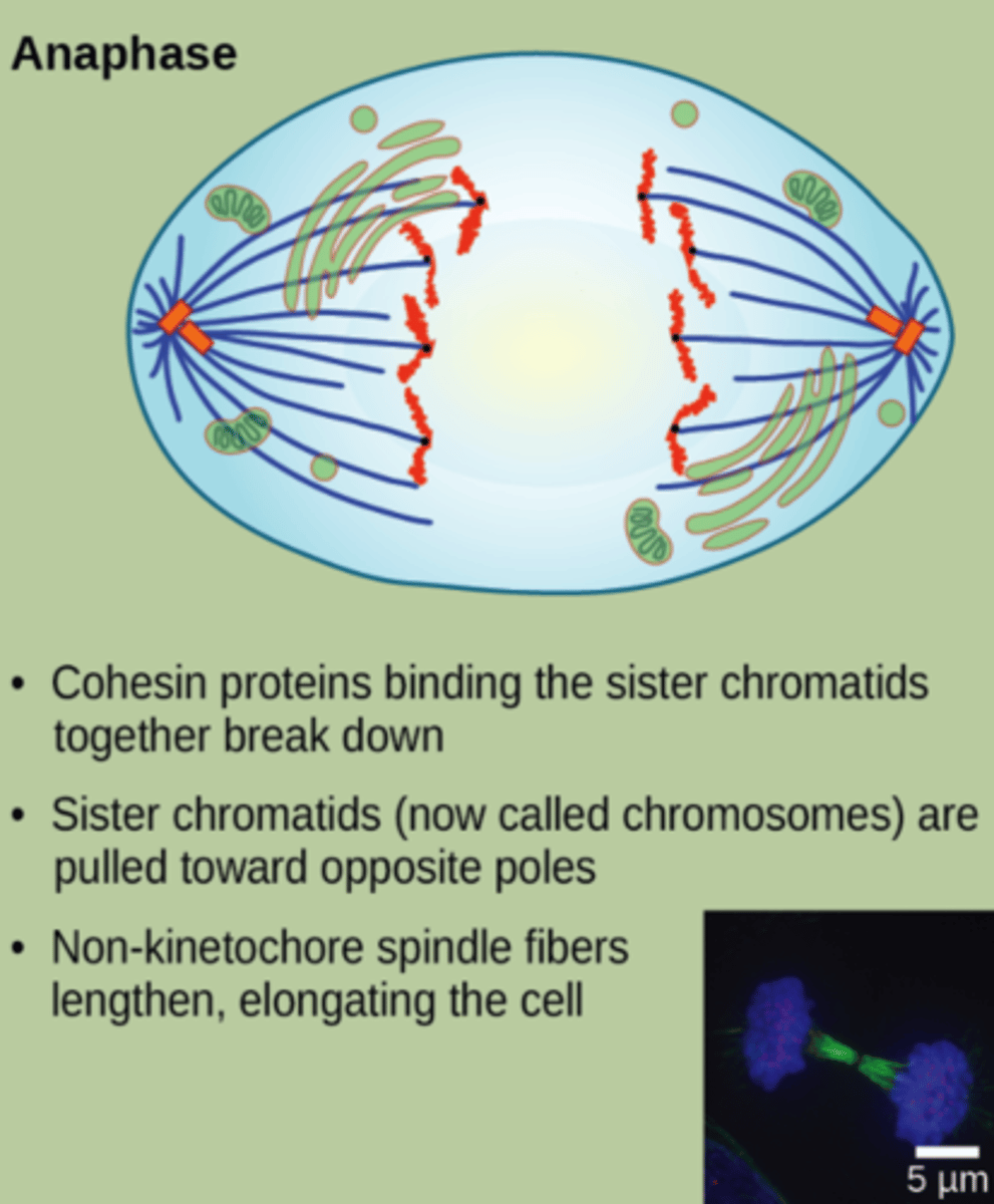 <p>anaphase</p><p>(Note: VERY IMPORTANT -</p><p>chromosome number</p><p>doubles during anaphase)</p>