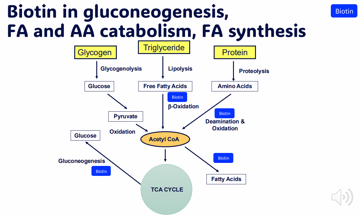 <p>DIAGRAM ON SLIDE 40</p>