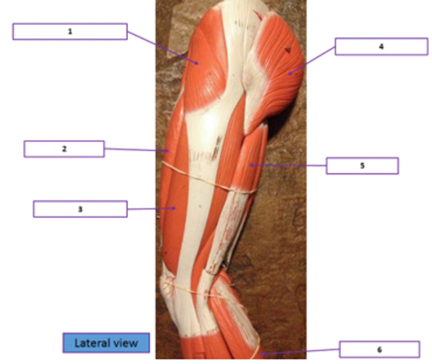 <p>Identify the muscle labeled 6.</p>