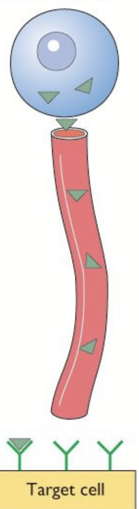 <p>Refers to a hormone that is:</p><ul><li><p>Produced and secreted<u> within the bod</u>y.</p></li><li><p>Opposite of exocrine, which is secreted outside body (mammary bland, lumen of digestive tract, etc…).</p></li><li><p>Acts at a<u> distance</u> from the release site.</p></li></ul><p></p>