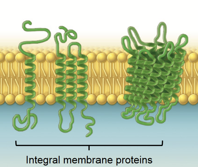 <p><strong>THREE CLASSES OF MEMBRANE PROTEINS</strong></p><p>Membrane proteins that span the lipid bilayer - they are permanently embedded within the plasma membrane.</p><ul><li><p>Transport of nutrients and ions</p></li><li><p>Cell-cell communication (gap junction)</p></li><li><p>Attachment</p></li></ul>