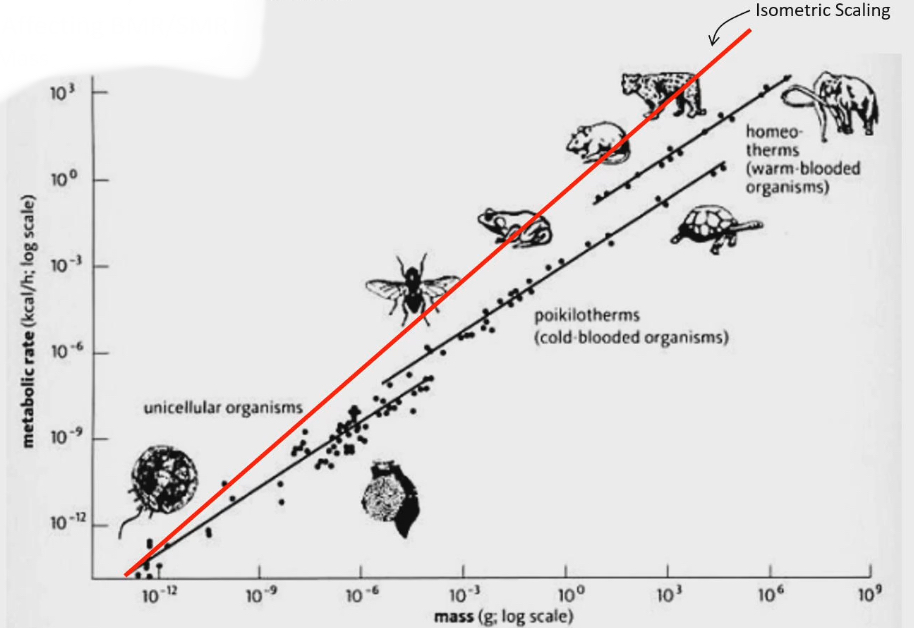 <ul><li><p>metabolic rate on y axis, mass on x axis, both are log scales</p></li><li><p>Red line have slope of 1 =isometric relationship between metabolic rate and mass</p></li><li><p>Slopes for poikilotherms, homeotherms and no animals unicellular organisms, the slope is less than one (even though all the lines start overlapping the red, they end up below the isometric line) = negative allometric relationship</p></li></ul><p></p>