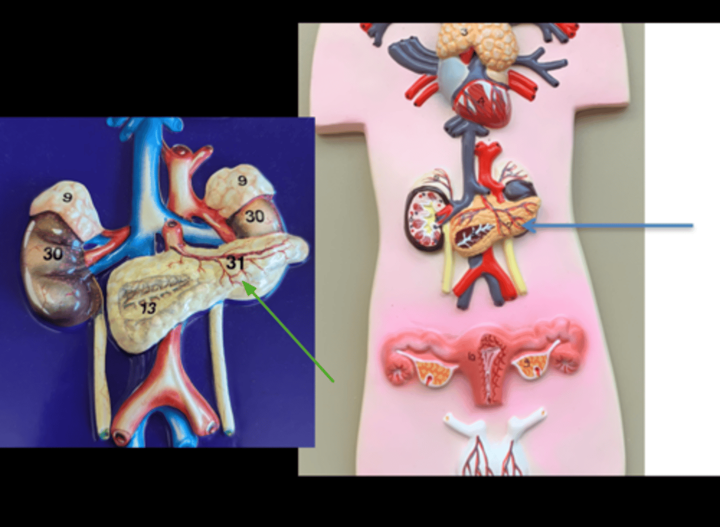 <p>Name this gland</p>