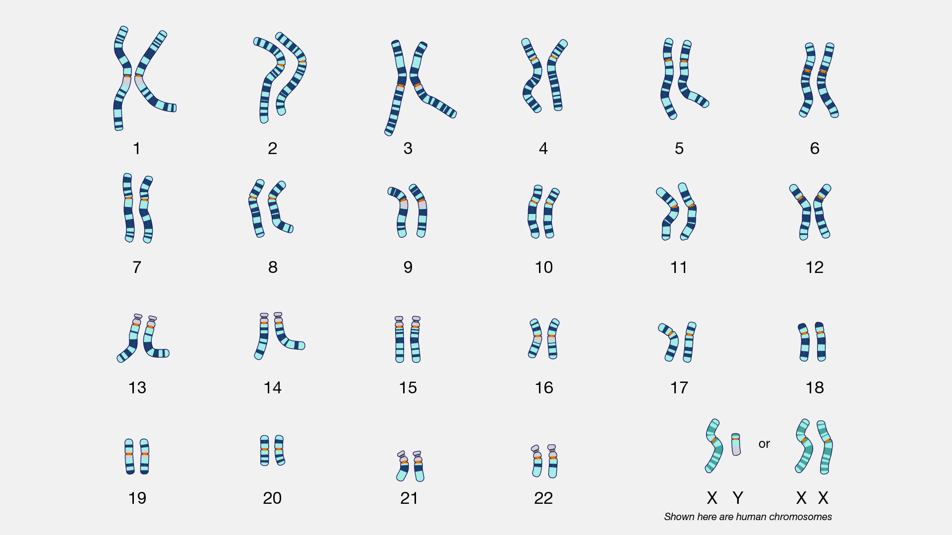 <p>an individual&apos;s complete set of chromosomes; usually refers to the image</p>