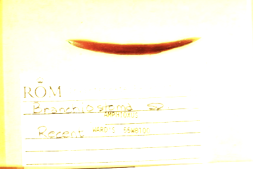 <p>what is this? what is it an example of? time period?</p>