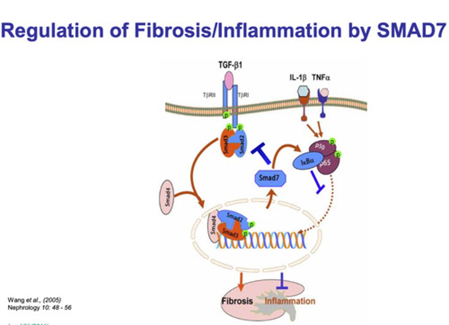 <p>- TGF-β1 cytokine binds to two domain proteins (TβRII and TβRI)</p><p>- the two proteins are phosphorylated, which recruits SMAD2 and SMAD3 to bind to TβRI</p><p>- SMAD4 is recruited by the SMAD2/SMAD3 complex, and dissociates from TβRI</p><p>- the SMAD2/SMAD3/SMAD4 complex binds to a response element on the DNA strand</p><p>- fibrosis is induced</p>
