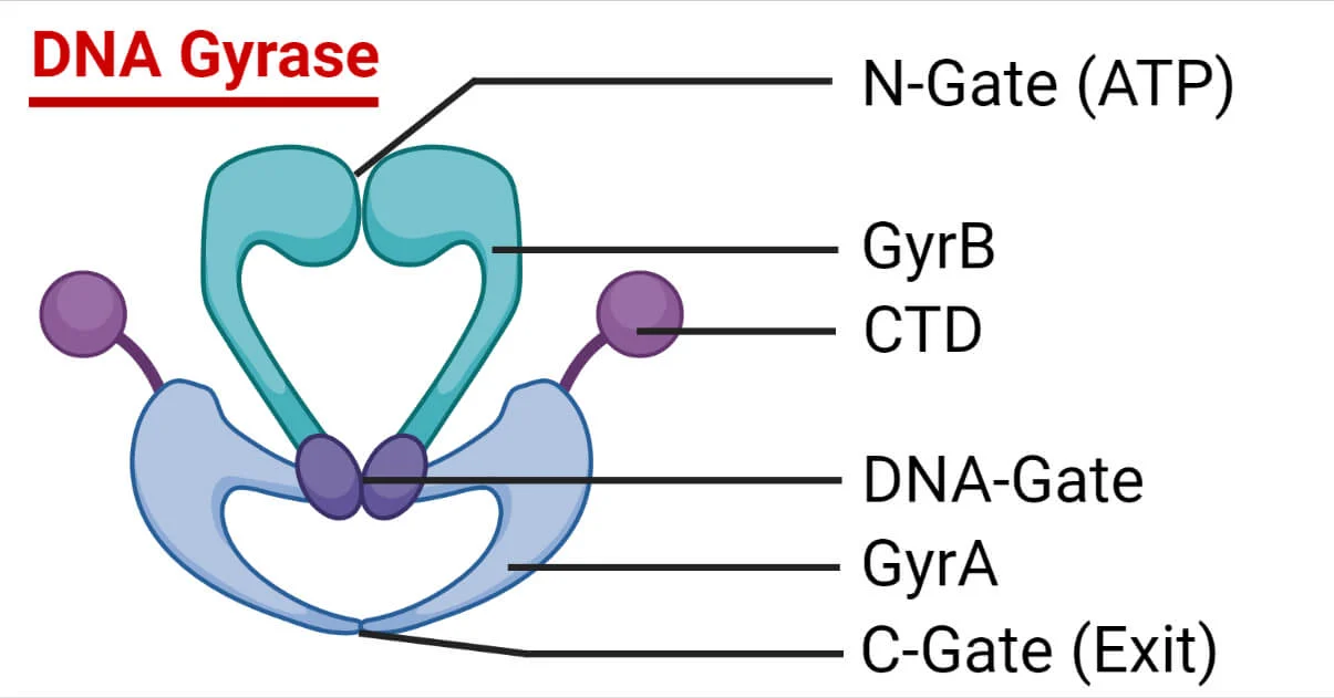 <p><strong>DNA gyrase,</strong> which <strong>introduces negative supercoils into the DNA structure,</strong> aiding in DNA replication and transcription.&nbsp;</p>