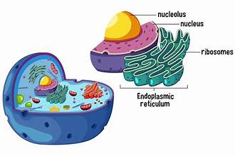 <p>what is a ribosome?</p>