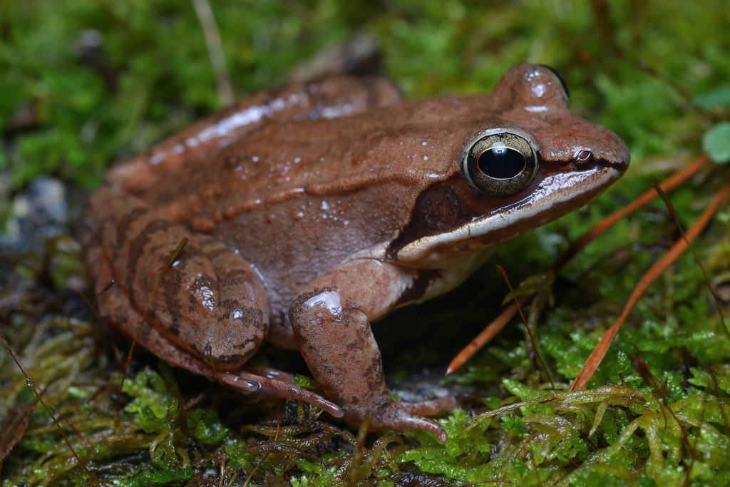 <p>Wood Frog</p>