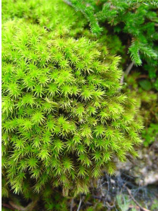 <p>give phylum, common name and an example</p>