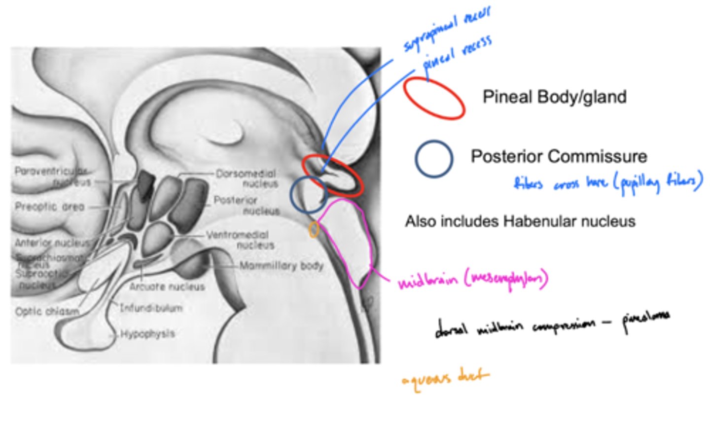 <p>pineal body/gland</p>