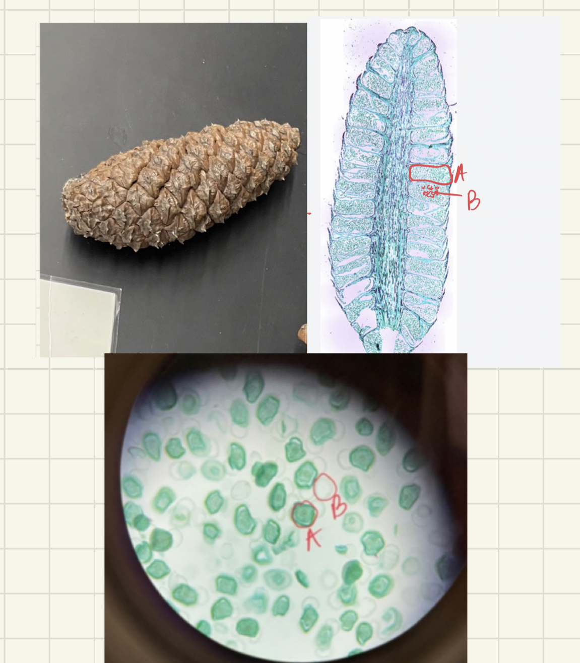 <ul><li><p>which organism is this?</p></li><li><p>what structure is this</p></li><li><p>male or female?</p></li><li><p>label</p></li></ul><p></p><ul><li><p>what do the pollen grains give rise to?</p></li></ul>