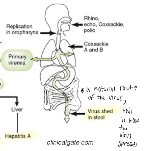 <p>Most poliovirus pathogenesis is caused by ‘off target’ replication of virus. What does off target mean? </p>