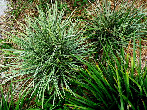 <p>Mondo Grass, Monkey Grass (Liliaceae)</p>