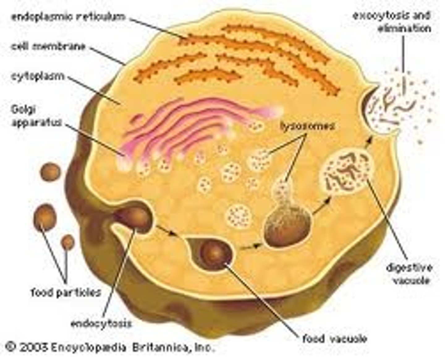 <p>Small organelles which contain digestive enzymes with an internal pH of around 5. They are responsible for breaking down large molecules taken in to the cell by phagocytosis and also for the breaking down of old organelles.</p>