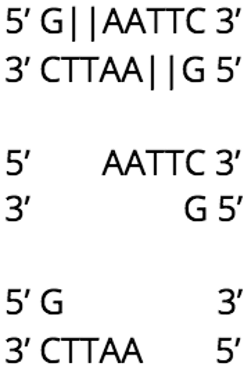 <p>unpaired nucleotides</p><p>(complimentary sticky ends are made by the same restriction enzyme)</p>