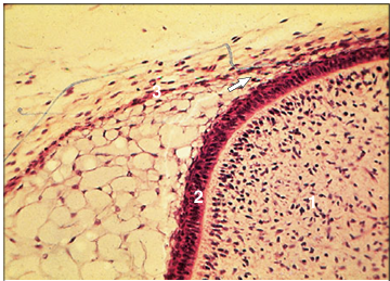 <p>Identify the structure:</p><p>Specie:</p><p>Parts:</p><p>1.__ 2.__ 3.__ </p><p>Stain used:</p>