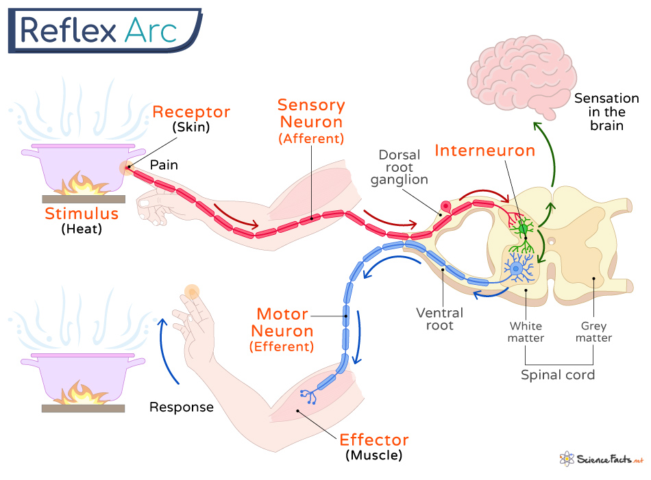 <p><span style="font-family: sans-serif">automatic involuntary responses to changes inside and outside the body</span><br><span style="font-family: sans-serif">• Cranial______ involve the brain</span><br><span style="font-family: sans-serif">• Spinal _______ involves only the spinal cord</span></p>