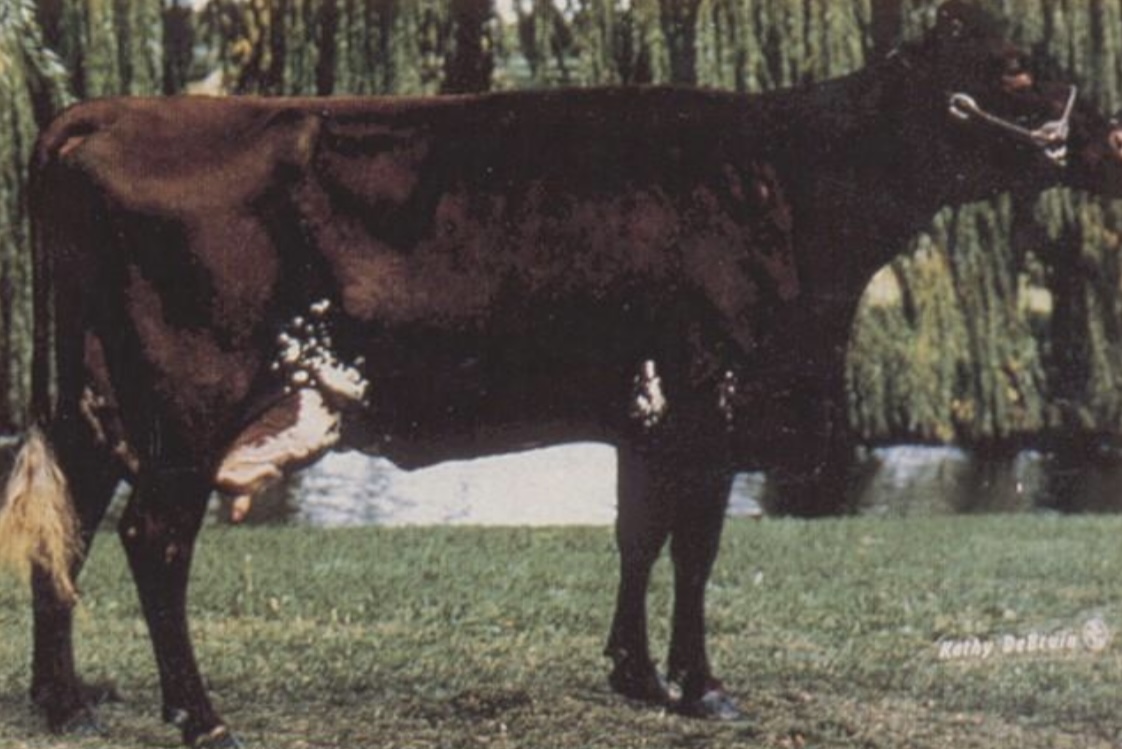 <ul><li><p>formerly known as <u>Durhams</u>.</p></li><li><p>﻿They were originally a <u>dual-purpose breed</u>, bred for both milk and meat production.</p></li><li><p>﻿They are more angular and less thickly fleshed than the Shorthorn.</p></li></ul>