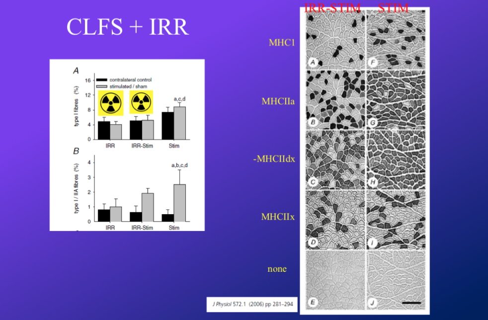 <p>-setup:</p><ul><li><p>also used low frequency stimulation to train, so stimulated 1 leg, looked at fibre type % in that leg vs unstimulated</p></li><li><p>did this another group, but went under radiation to kill off newly formed cells and satellite cells</p></li><li><p>then did counting of fibres</p></li></ul><p>-results:</p><ul><li><p>with stimulation (no radiation) there was an increase in type 1 fibres and type 2a fibres</p></li><li><p>when there was stimulation WITH RADIATION this change was not seen because the radiation effected the function of the satellite cells (more 2x?)</p></li></ul>