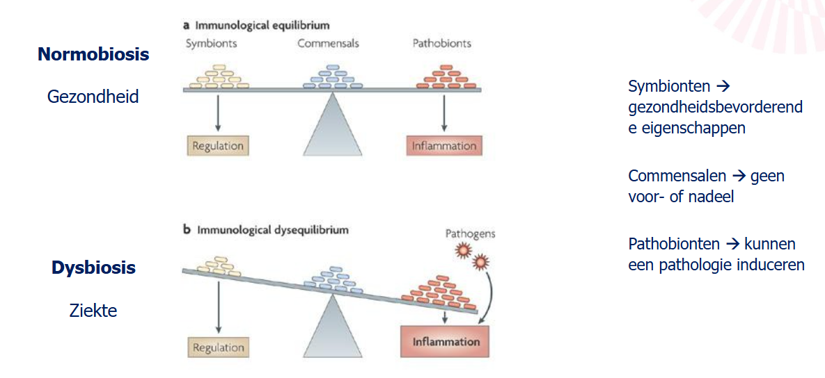 <p>normobiosis = alles wat in homeostase is = gezonde toestand (kan geen pathologie produceren)</p>