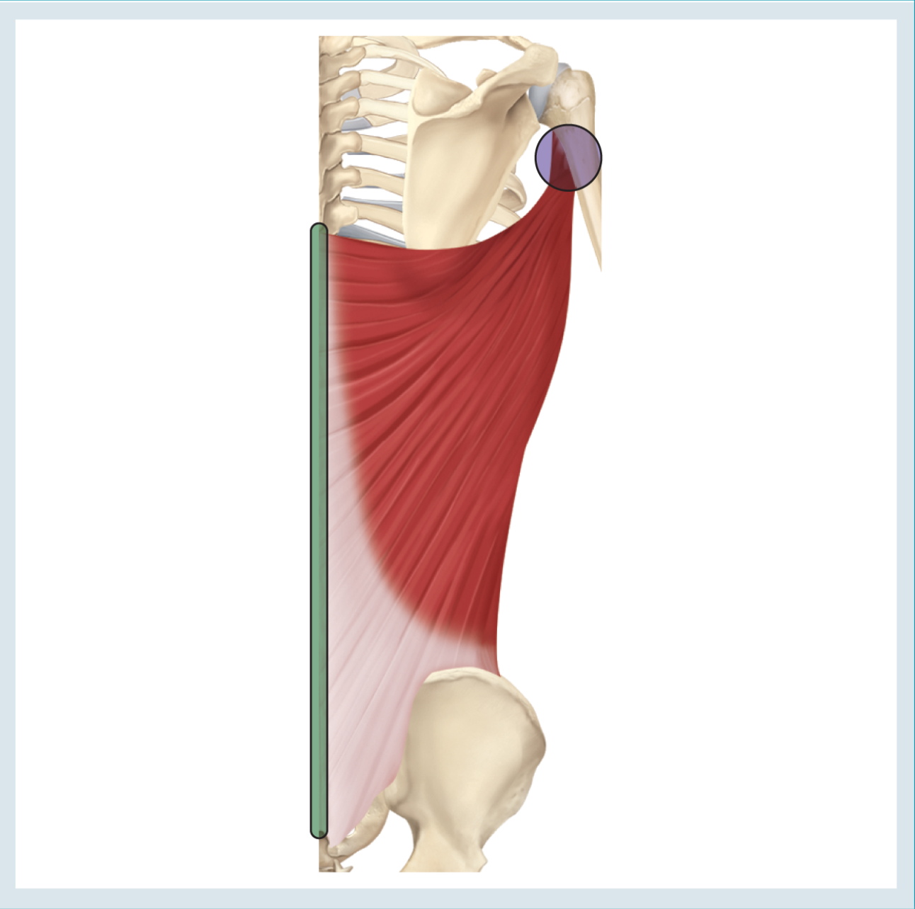<p>Action : adductors ( &amp; extension &amp; internal rotation )</p><p>o : spinous process of T7 - T5 , posterior sacrum , iliac spine , posterior side of ribs 10 -12</p><p>i : anteromedial side of humerus <em> * just inferior to intertubercular groove * </em></p>