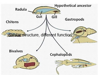 <p>Homology Example vertebrates and mollusks</p>