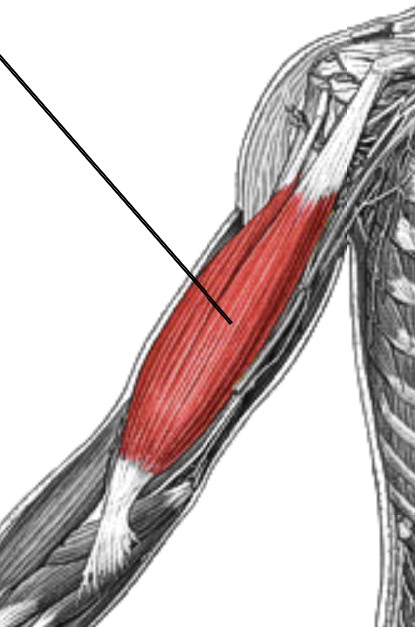 <p>Which muscle of the forearm is:</p><ul><li><p>Two-headed, anterior upper arm</p></li><li><p>Action: flex elbow, supination</p></li><li><p>Nerve: musculocutaneous</p></li></ul><p></p>