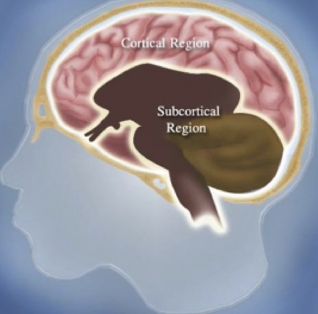 <p>deeper area of the brain</p>