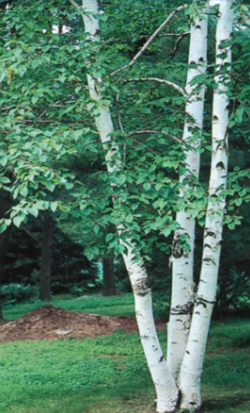 <p>Birch tree</p>